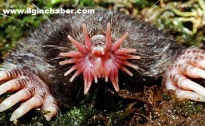 Köstebeklerin sırrı burunlarında!